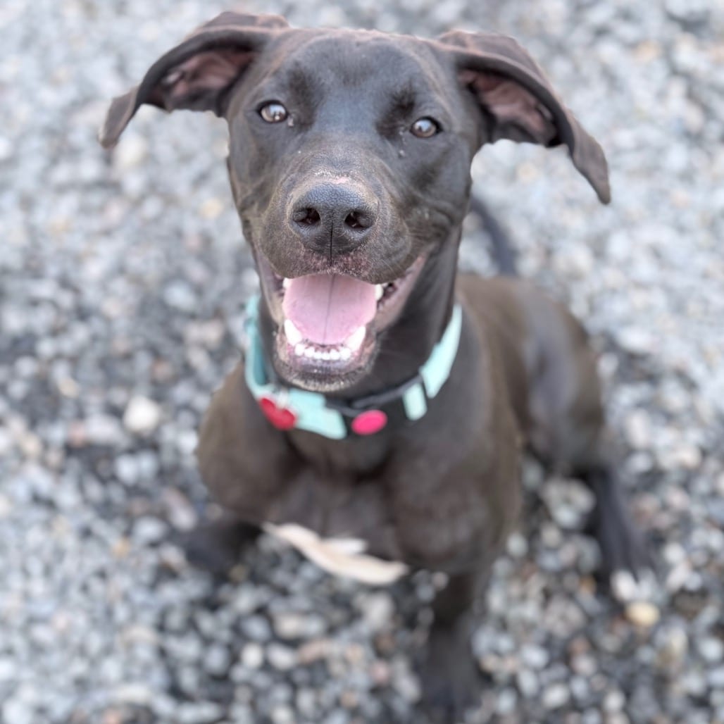 Photo of Diesel, adoptable Mixed Breed (Medium) in Medford, Oregon