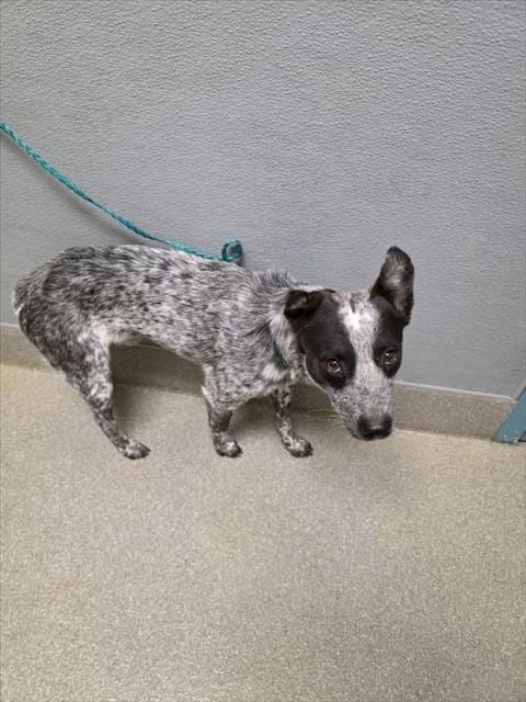 Photo of Lucas, adoptable Australian Cattle Dog/Blue Heeler in Las Vegas, Nevada