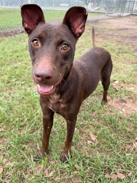Photo of A433076, adoptable Doberman Pinscher in Conroe, Texas