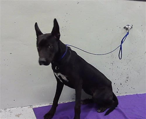 Photo of Yoshi, adoptable Labrador Retriever in Houston, Texas