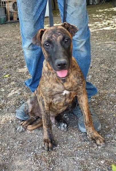 Photo of Kaizer, adoptable Belgian Shepherd Malinois in Golden Valley, Arizona