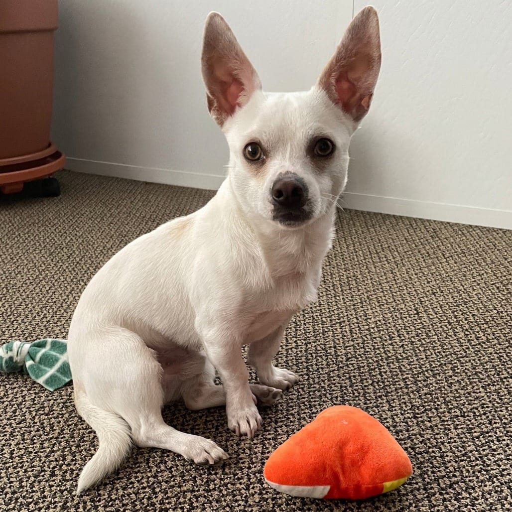 Photo of Skipper, adoptable Chihuahua / Mixed Breed (Small) in Pleasanton, California