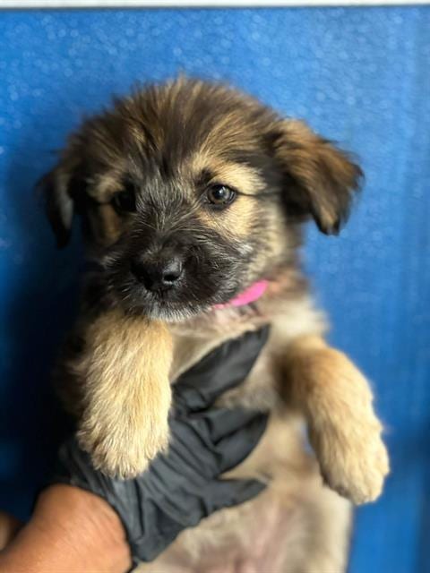 Photo of A256627, adoptable Cairn Terrier in Visalia, California