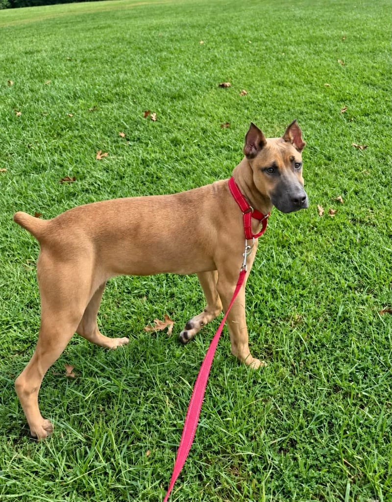 Photo of Gretchen Woofson, adoptable Doberman Pinscher in East Ridge, Tennessee