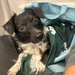 Photo of Karla, adoptable Chihuahua Dachshund in New York, New York