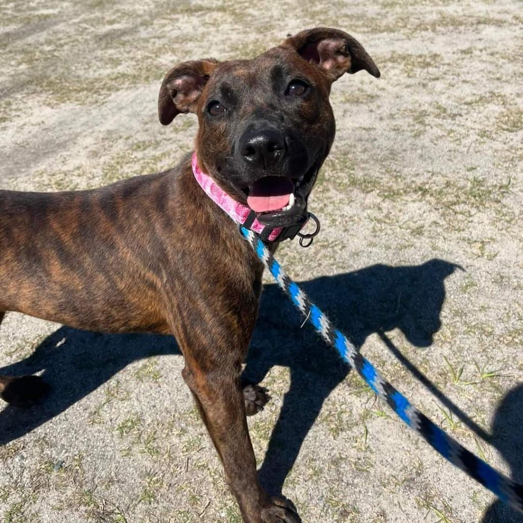 Photo of Plum, adoptable Hound, Plott in Hinesville, Georgia