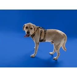 Photo of Sof G, adoptable Labrador Retriever in Doral, Florida
