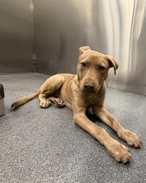 Photo of Ginger, adoptable Mixed Breed