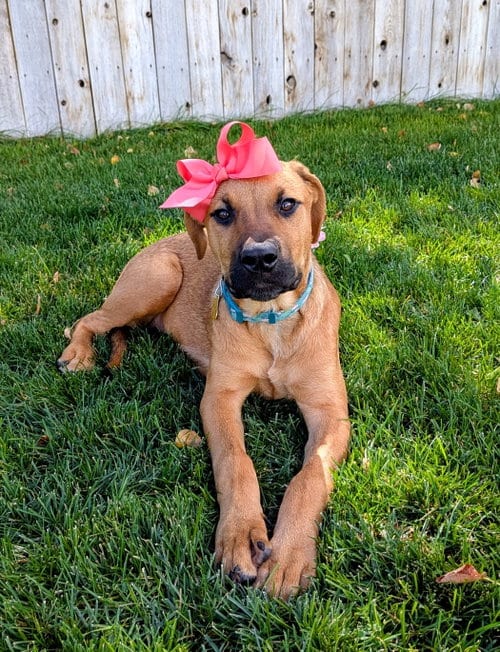 Photo of Artie Marie, adoptable Hound in Sandy, Utah