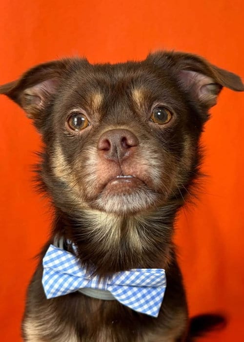Photo of Copper, adoptable Chihuahua in Hillsboro, Missouri