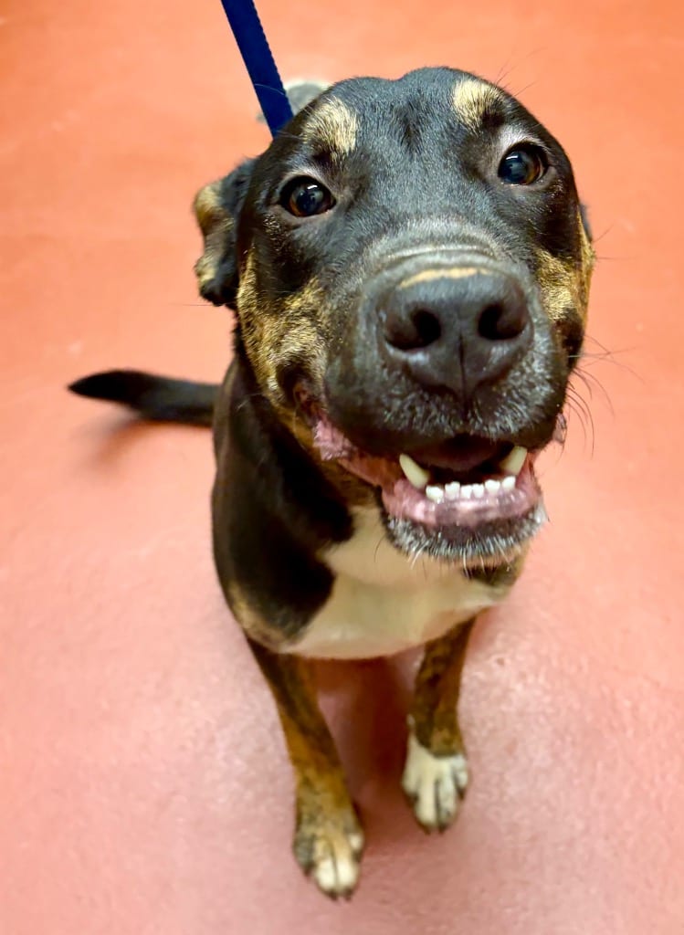 Photo of Rudy, adoptable Mixed Breed in Douglasville, Georgia