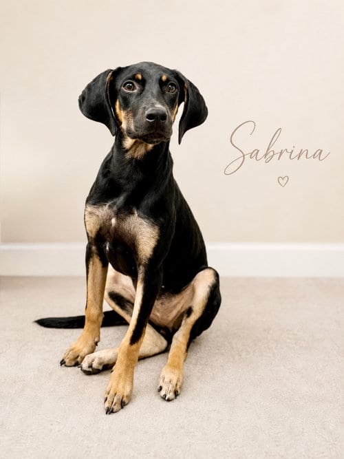 Photo of Sabrina- long legged beauty, adoptable Doberman Pinscher in Oakhurst, New Jersey