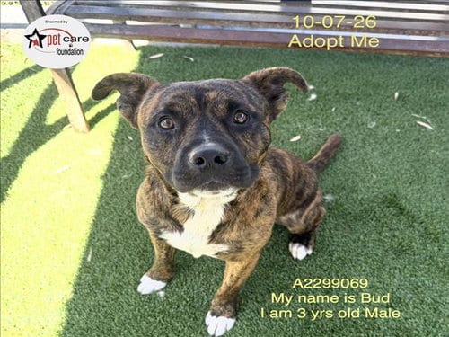 Photo of Bud, adoptable Pit Bull Terrier in Los Angeles, California