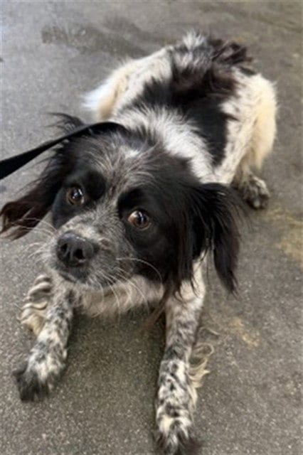 Photo of Beatrice, adoptable Chihuahua in San Bernardino, California