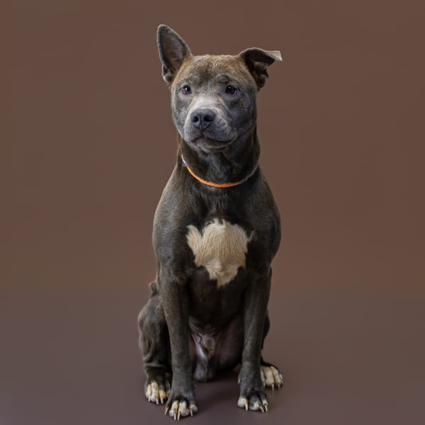 Photo of Goblin, adoptable Pit Bull cross in Lawrenceville, Georgia