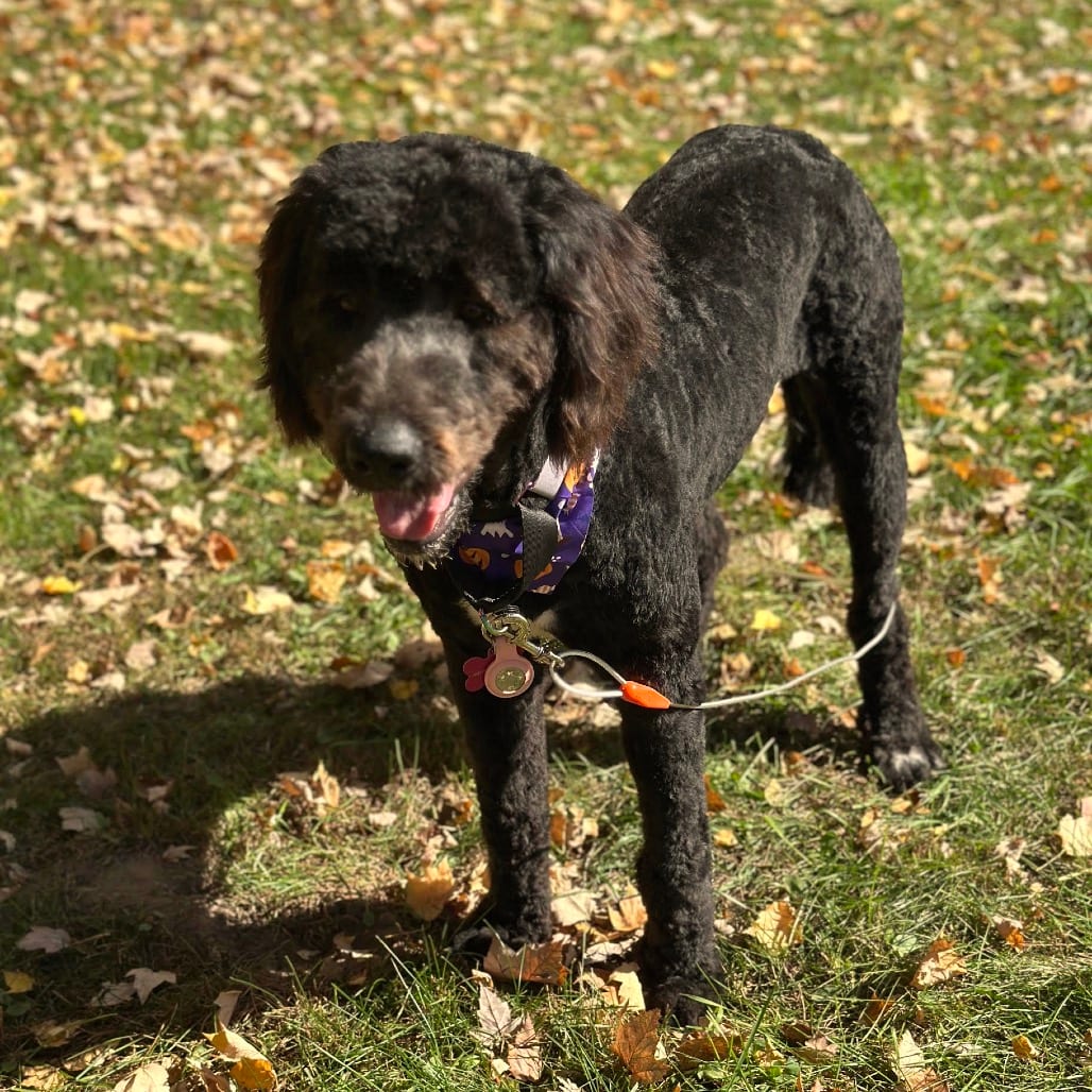 Photo of Minnie D12764, adoptable Bernese Mountain Dog / Saint Bernard in Princeton area, Minnesota