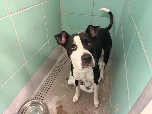Photo of A2097119, adoptable Staffordshire Bull Terrier in Houston, Texas