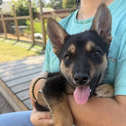 Photo of Aelin, adoptable German Shepherd Dog in Dallas, Texas