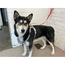 Photo of River, adoptable Husky in San Bernardino, California