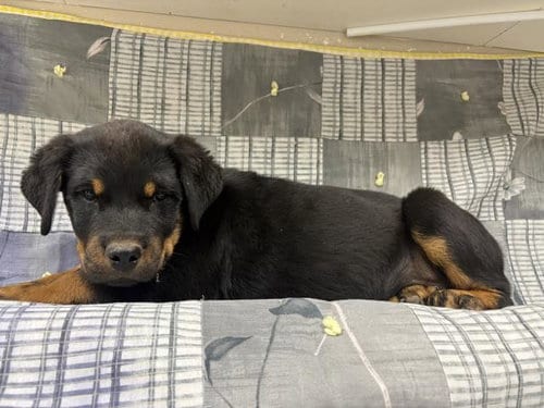 Photo of A128762, adoptable Rottweiler in HESPERIA, California