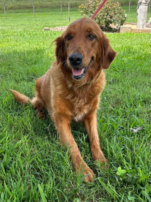 Photo of Rose Golden Jul 26, adoptable Golden Retriever in Pacolet, South Carolina
