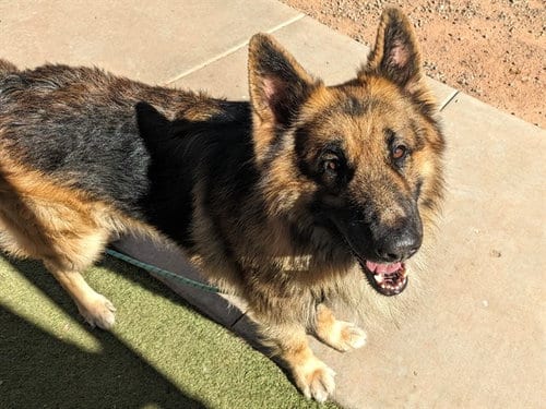 Photo of Rolo, adoptable German Shepherd Dog in Phoenix, Arizona
