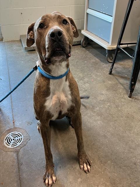 Photo of Jasmine, adoptable American Pit Bull Terrier in Tavares, Florida