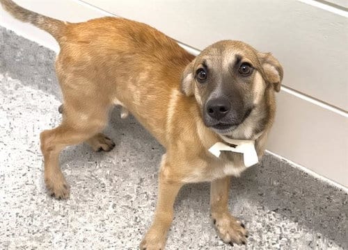 Photo of Leo, adoptable Plott Hound in Houston, Texas