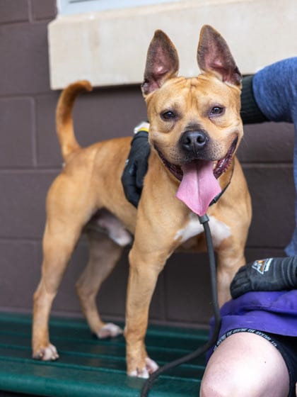 Photo of Rigby, adoptable dog in Chamblee, Georgia