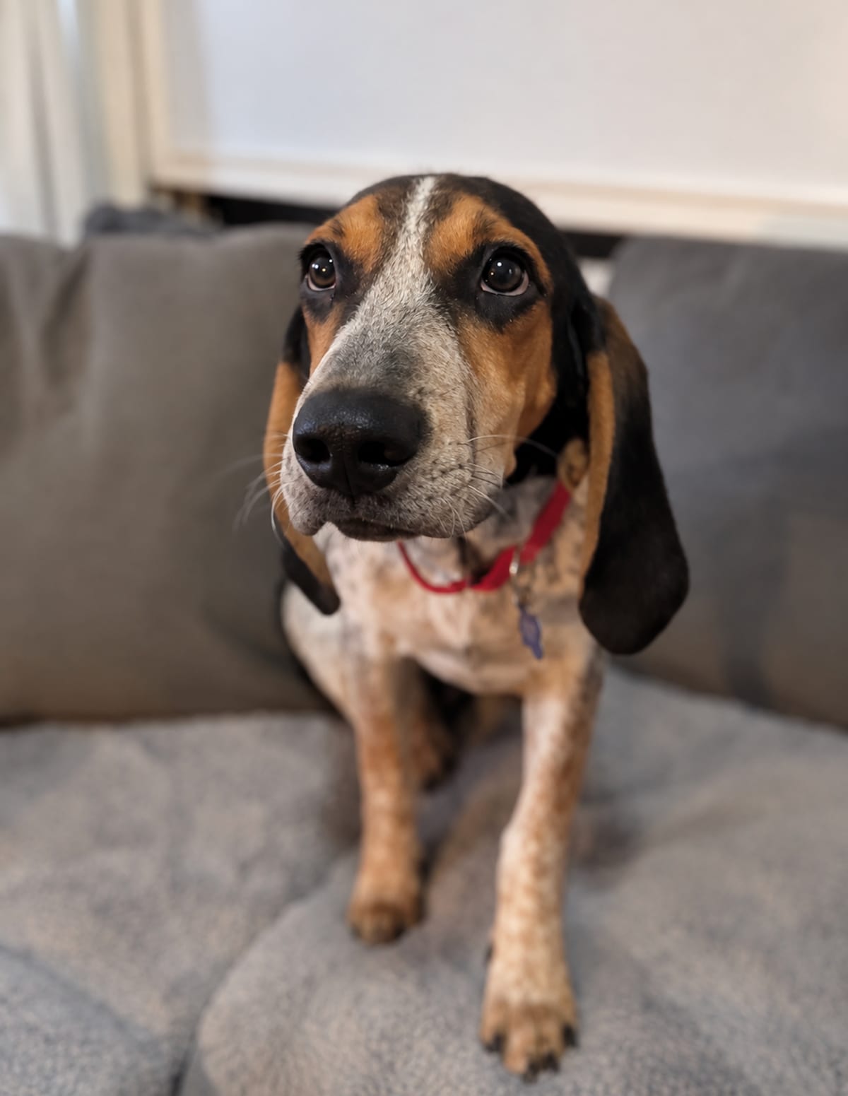Photo of Freddy Krueger, adoptable Treeing Walker Coonhound in Tulsa, Oklahoma