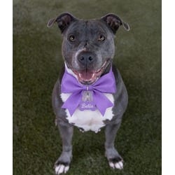 Photo of Bella, adoptable Terrier (Unknown Type, Medium) in Doral, Florida