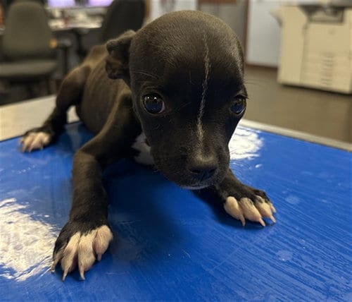 Photo of Pinkie, adoptable American Pit Bull Terrier in Phoenix, Arizona