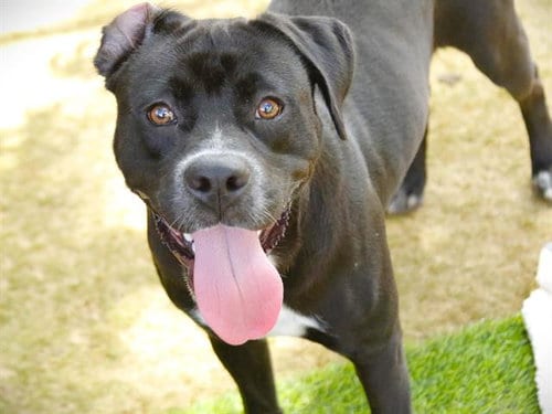 Photo of Boone, adoptable Labrador Retriever in Tallahassee, Florida