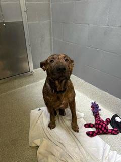 Photo of Baby, adoptable Pit Bull Terrier in Alameda, California