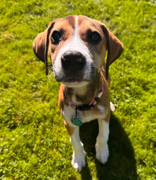 Photo of Boomer, adoptable Shepherd in Bellevue, Washington