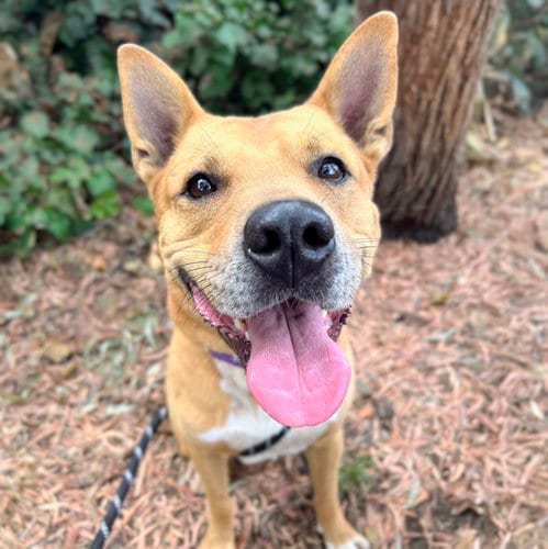 Photo of Kaden, adoptable Shepherd in Oakland, California