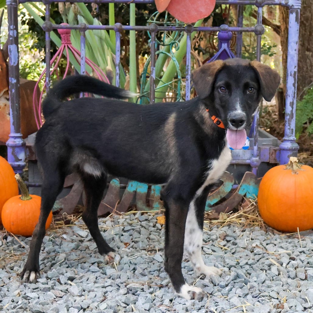 Photo of Milk Dud, adoptable Retriever in Wake Forest, North Carolina
