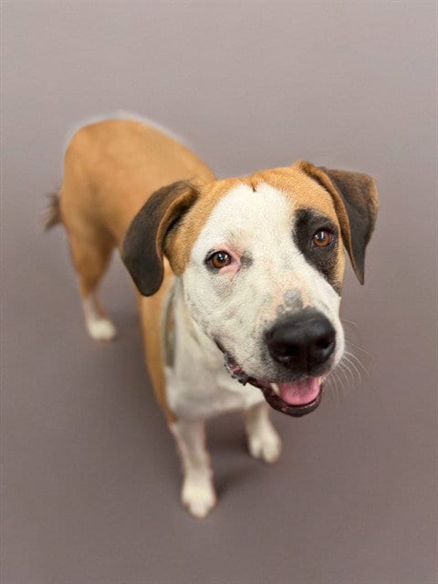 Photo of Harley, adoptable Border Collie in Agoura, California