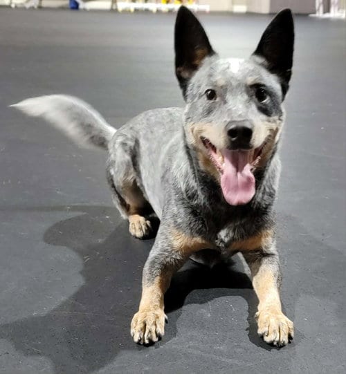 Photo of Leroy, adoptable Australian Cattle Dog/Blue Heeler in Highland, Illinois