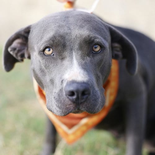 Photo of Nina, adoptable American Staffordshire Terrier in San Antonio, Texas