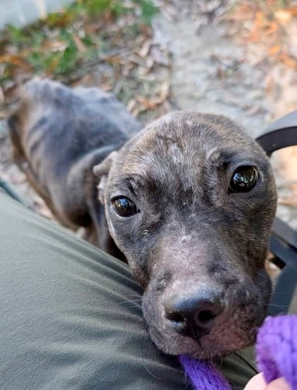 Photo of Magical Mayhem, adoptable dog in Baltimore, Maryland