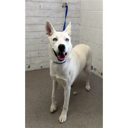 Photo of Snowball, adoptable Husky in San Bernardino, California