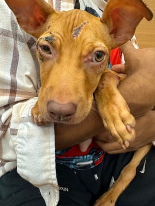 Photo of Asparagus, adoptable dog in Chamblee, Georgia