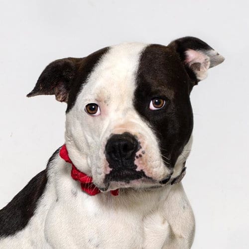 Photo of Topanga, adoptable Pit Bull Terrier in Lompoc, California