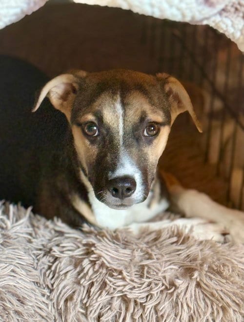 Photo of Booboo, adoptable Jack Russell Terrier in San Diego, California