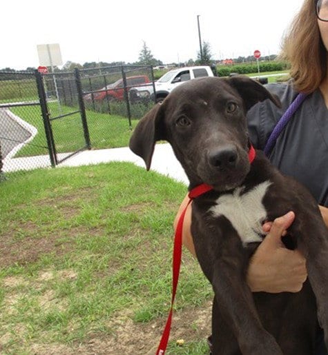 Photo of Brooke, adoptable American Staffordshire Terrier in Ocala, Florida