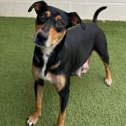 Photo of Holly 0866, adoptable Hound (Unknown Type) Mixed Breed (Medium) in Loxahatchee, Florida
