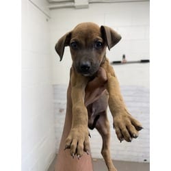 Photo of Mowgli, adoptable American Pit Bull Terrier in San Bernardino, California
