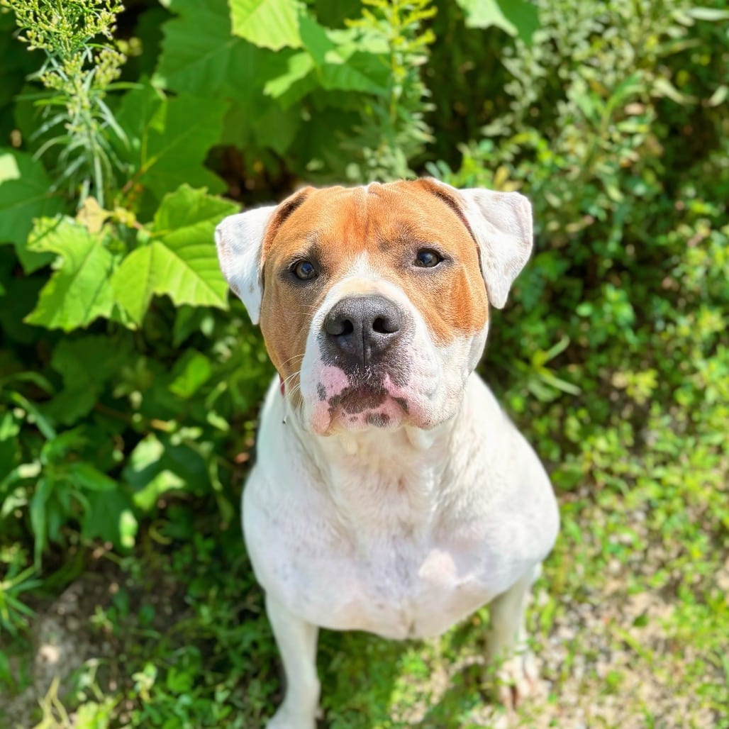 Photo of Mason, adoptable Terrier, Pit Bull in Nashville, Indiana