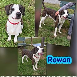 Photo of Rowan, adoptable American Pit Bull Terrier Mixed Breed (Medium) in Blountville, Tennessee